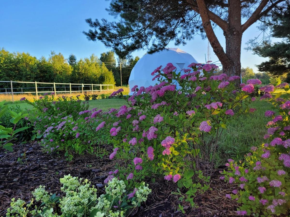 Luxury tent Glempings Anemones Plienciems